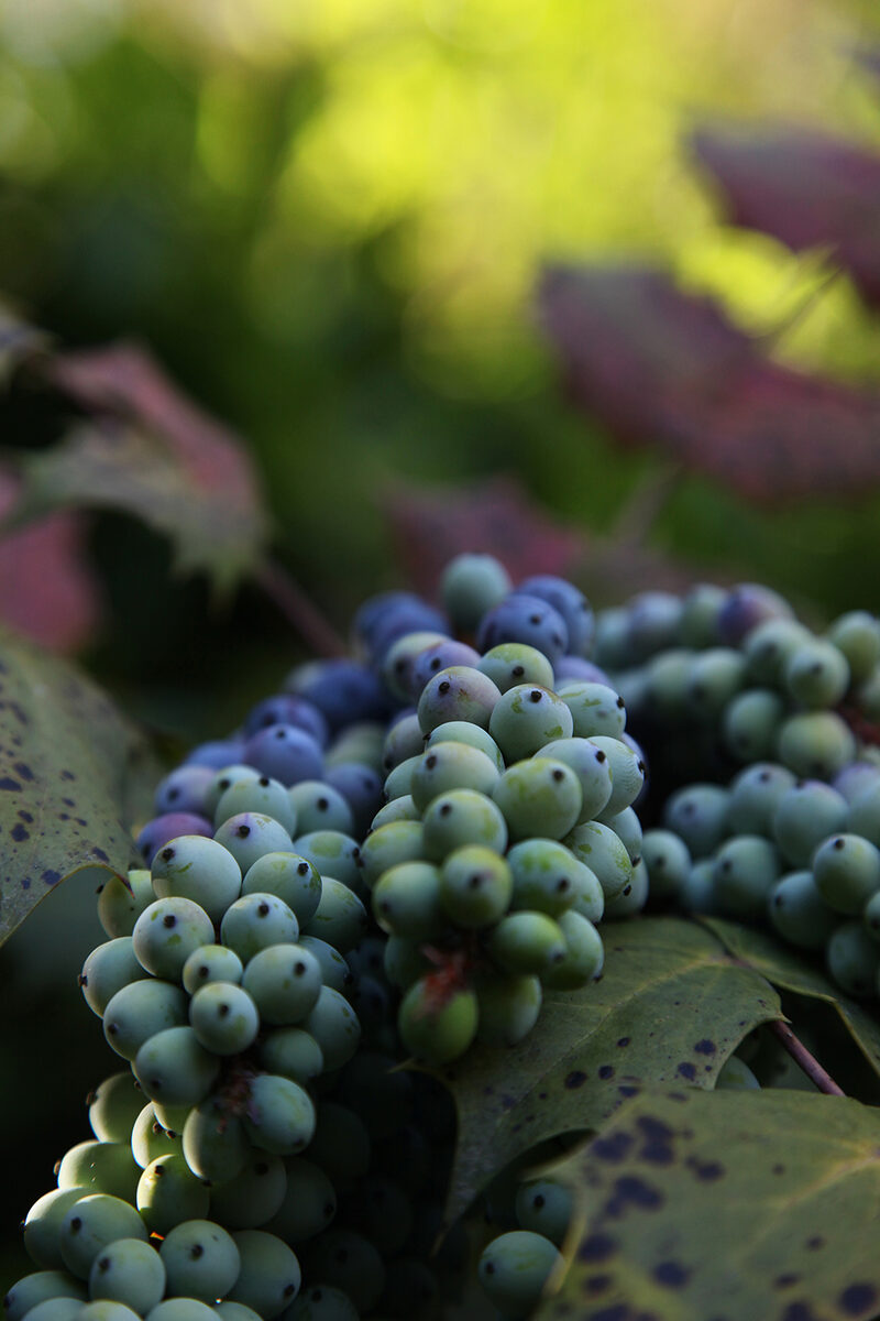Groene en blauwe bessen in zacht licht