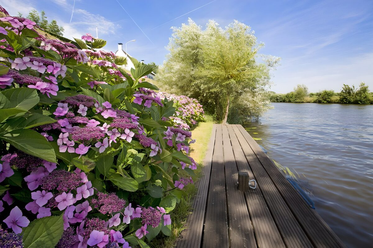 Bloeiende hortensia langs de steiger
