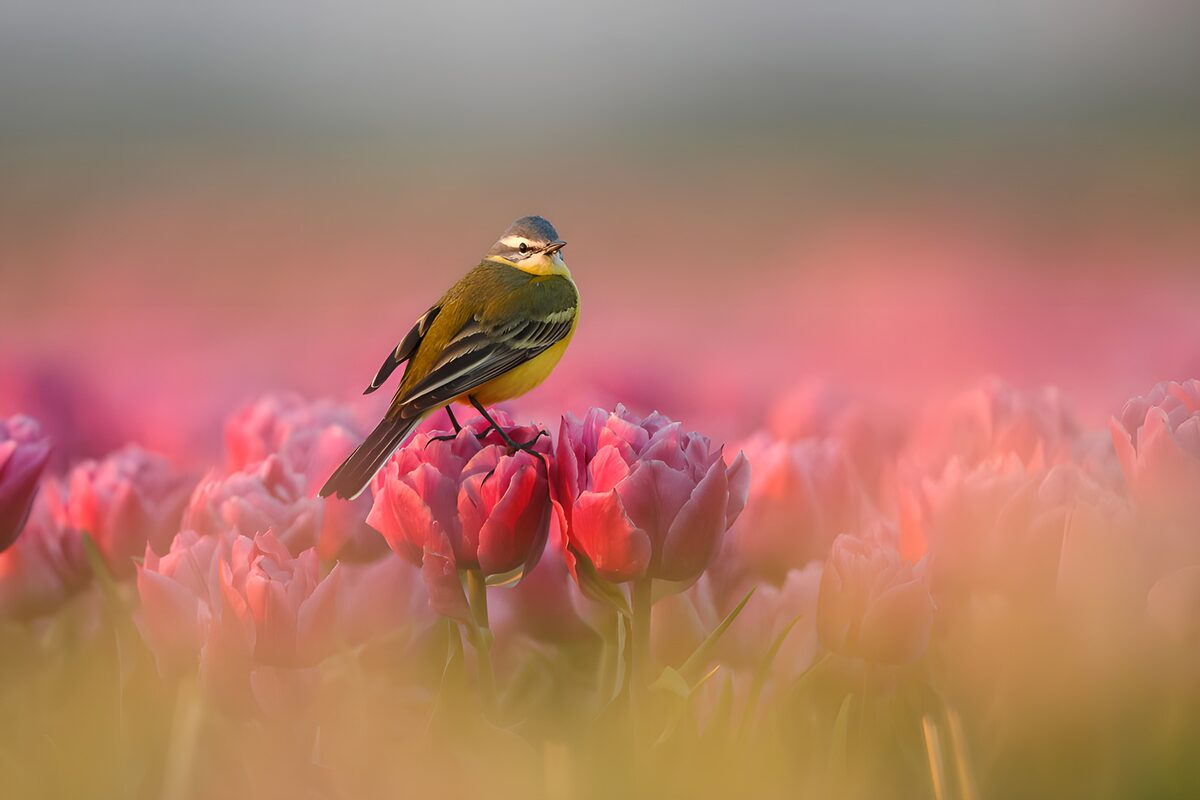 Gele kwikstaart op roze tulpen