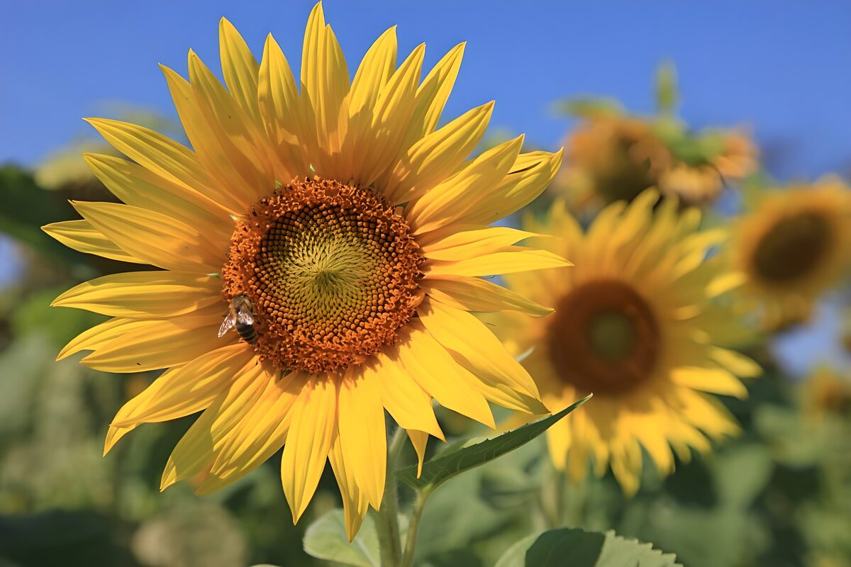 Gele zonnebloem met bij in de zon