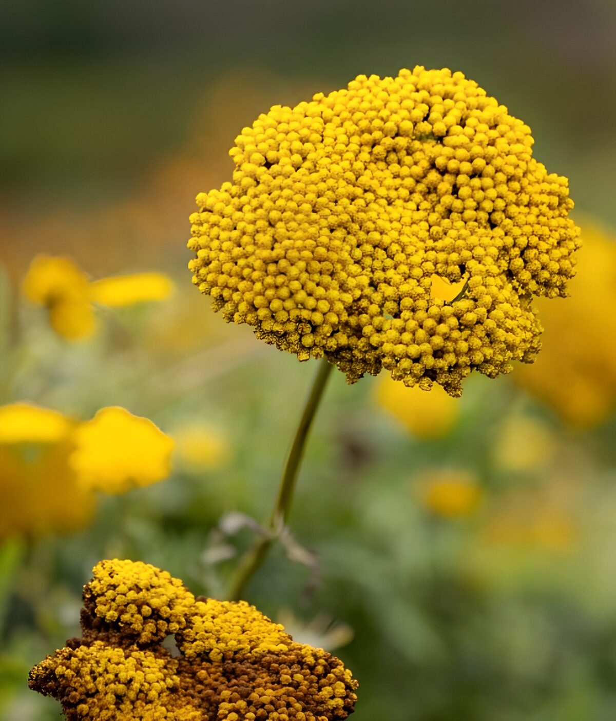 Gele bloemschermen van dichtbij