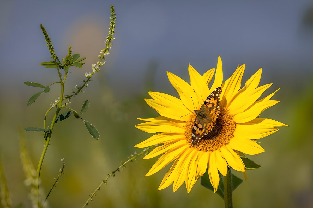 Vlinder op een zonnebloem in de zon