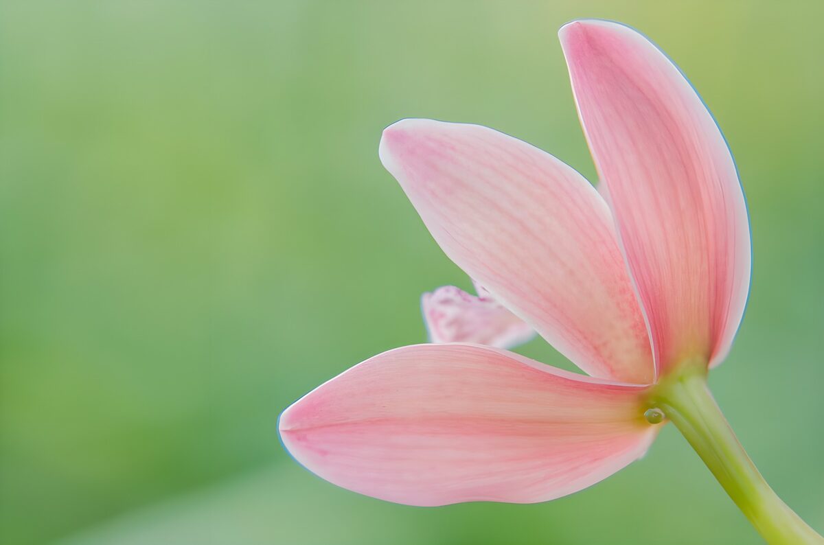 Roze bloem in zacht groen