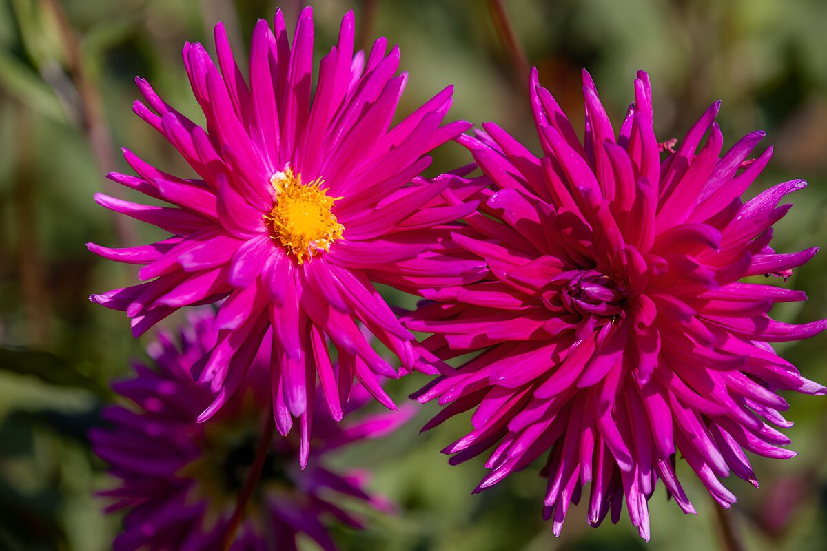 Twee magenta bloemen in close-up