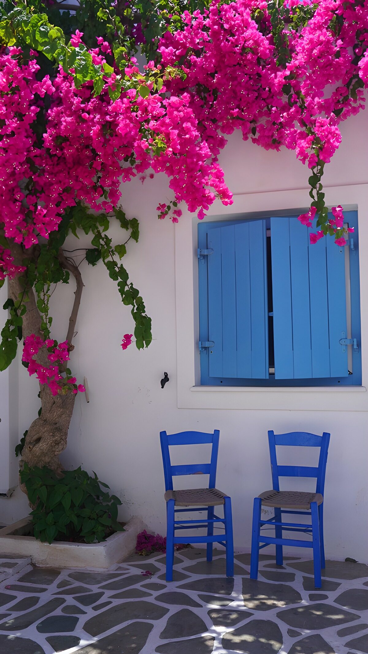 Blauwe stoelen onder roze bougainvillea