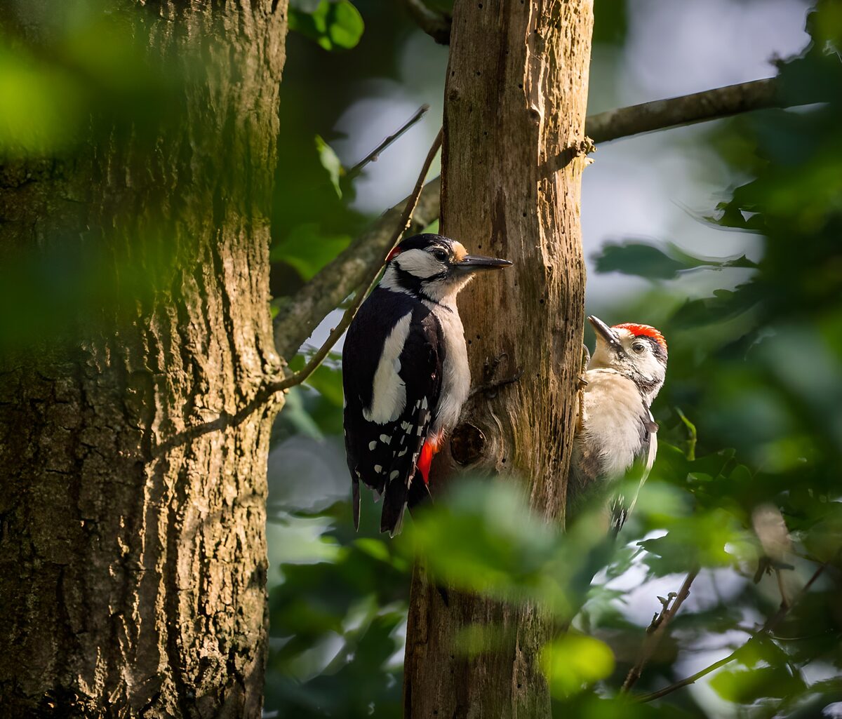 Twee grote bonte spechten in het groen