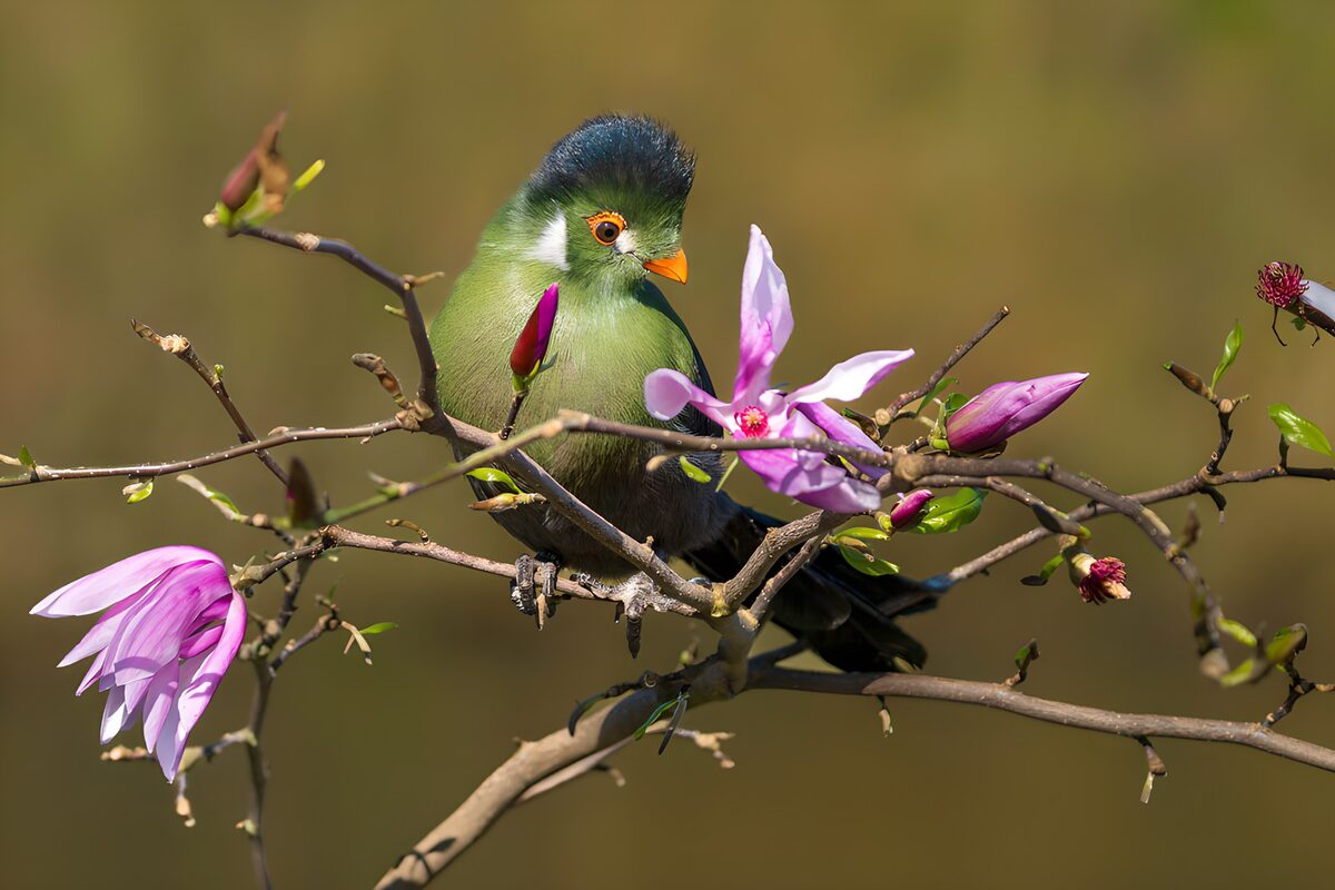 Groene vogel tussen roze bloesem