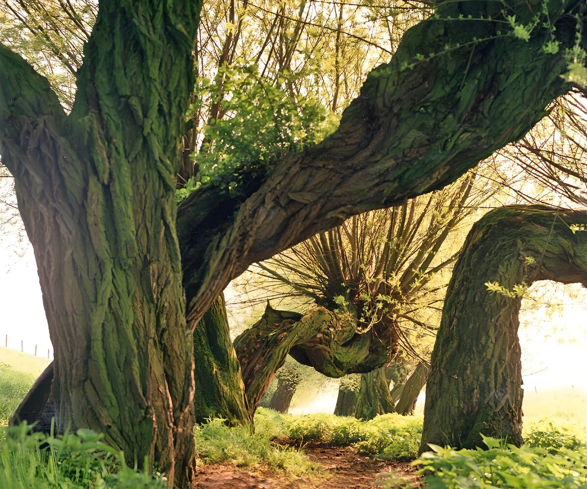 Knoestige bomen in warm zonlicht
