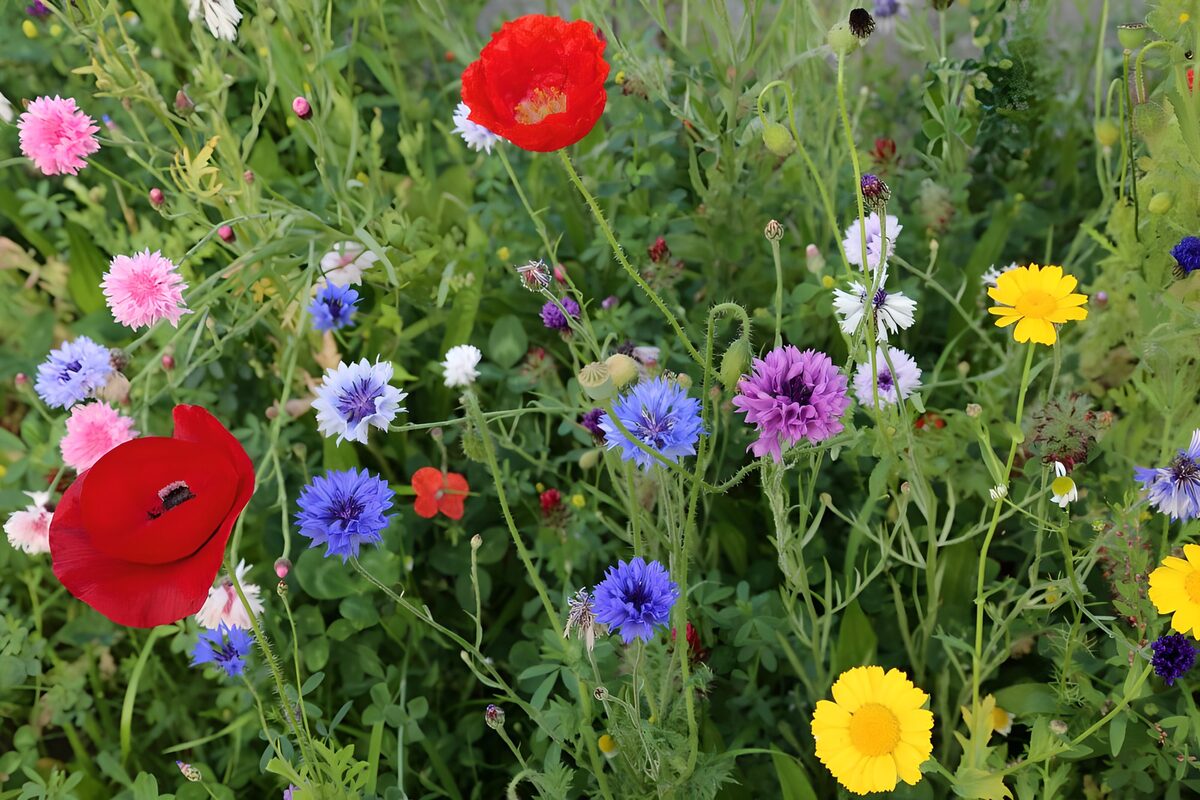 Rode klaprozen tussen bonte korenbloemen