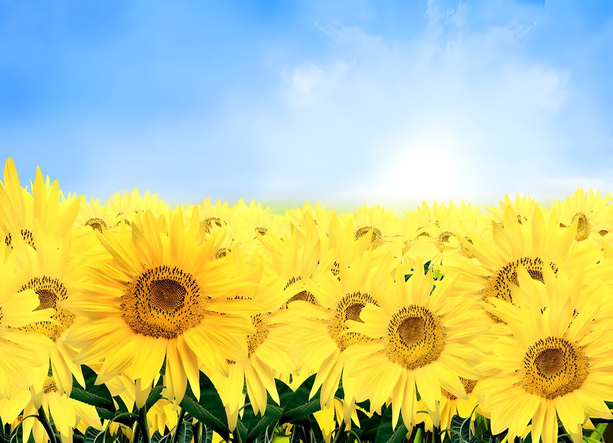 Zonnebloemen onder een blauwe zomerhemel
