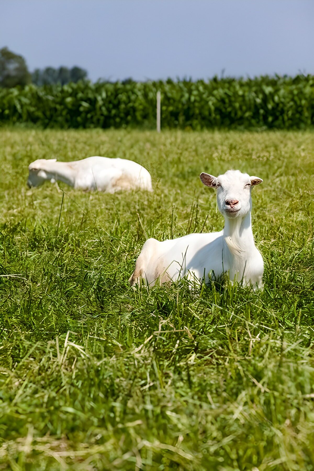 Twee witte geiten in zonnig gras