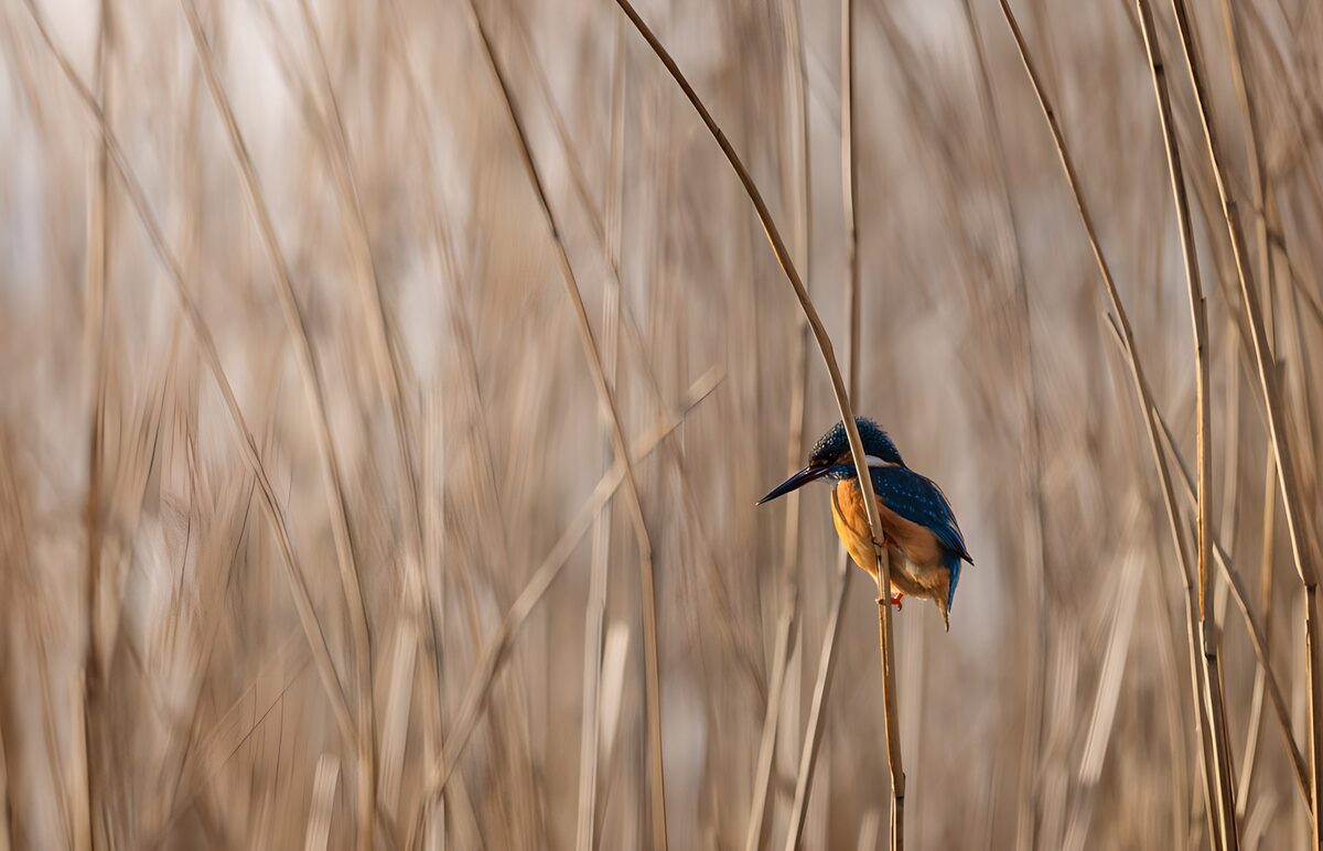IJsvogel op een rietstengel