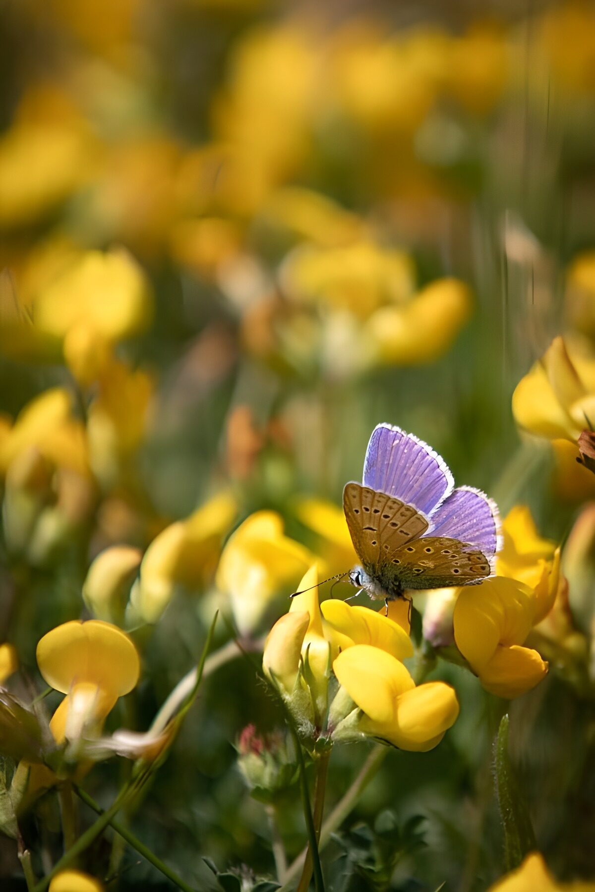 Blauwe vlinder op gele bloemen