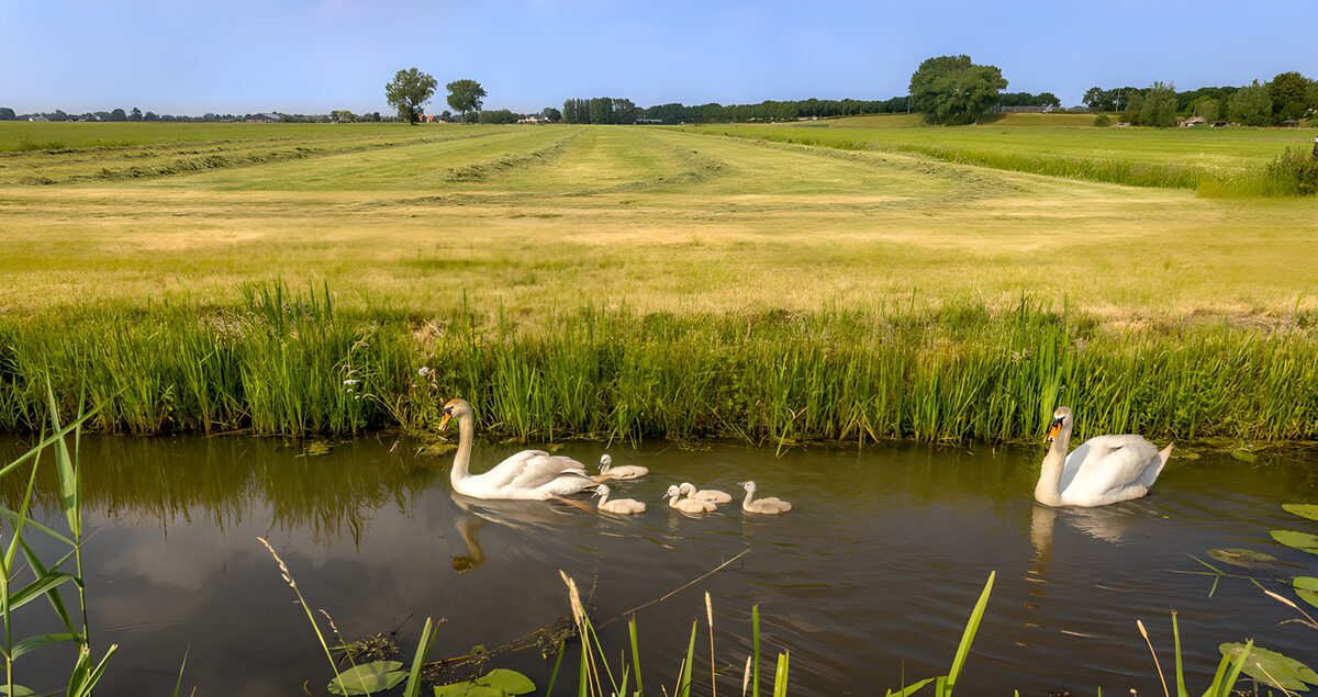 Zwanenfamilie langs de groene oever