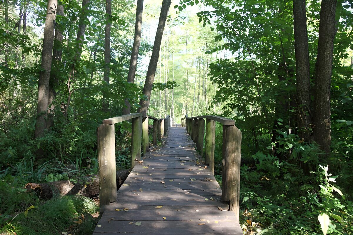 Houten loopbrug door het groene bos