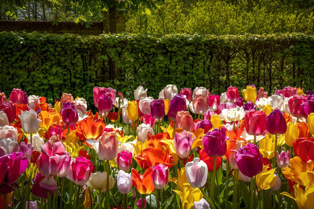 Kleurrijk tulpenbed in de lente