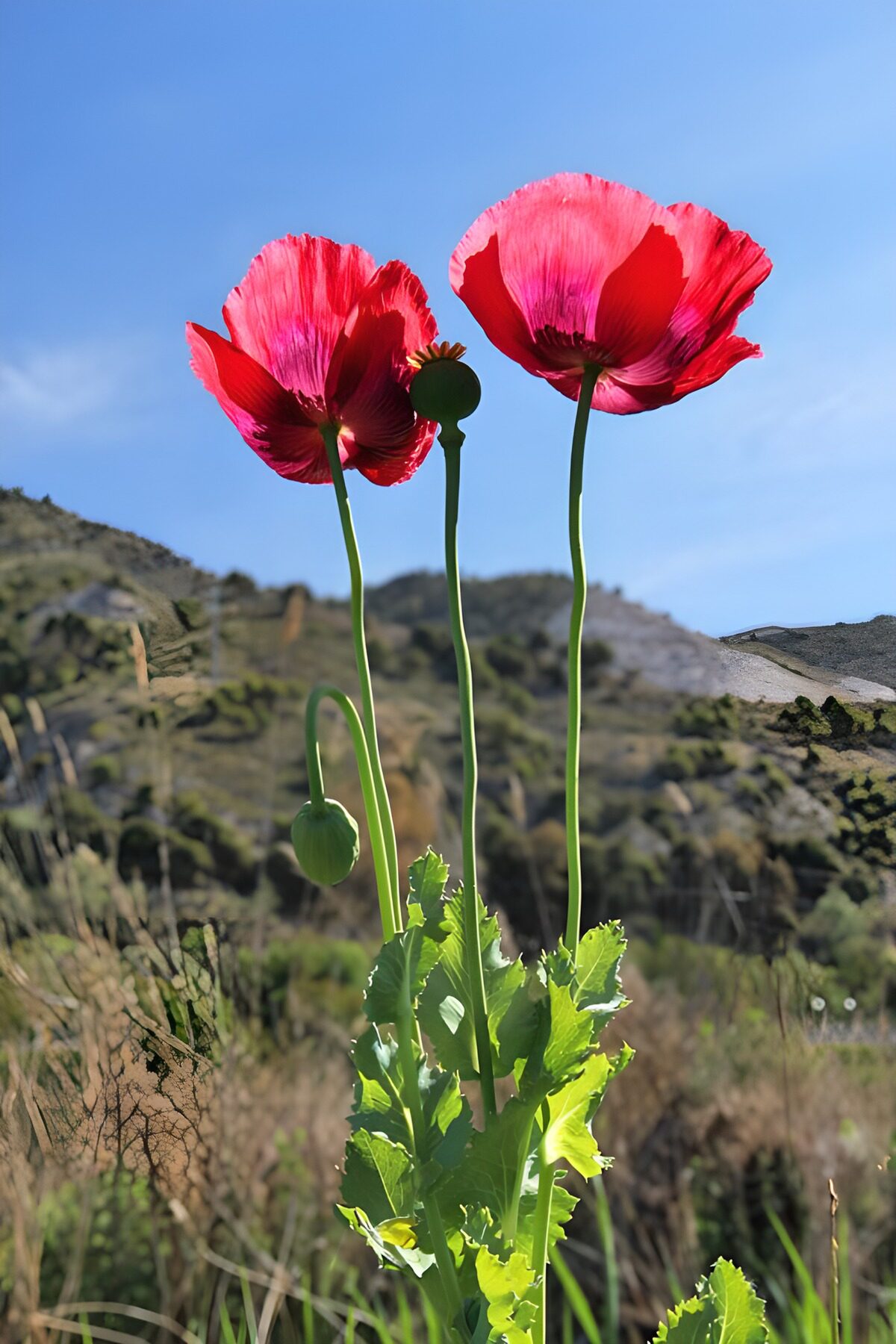 Twee rode papavers in de zon