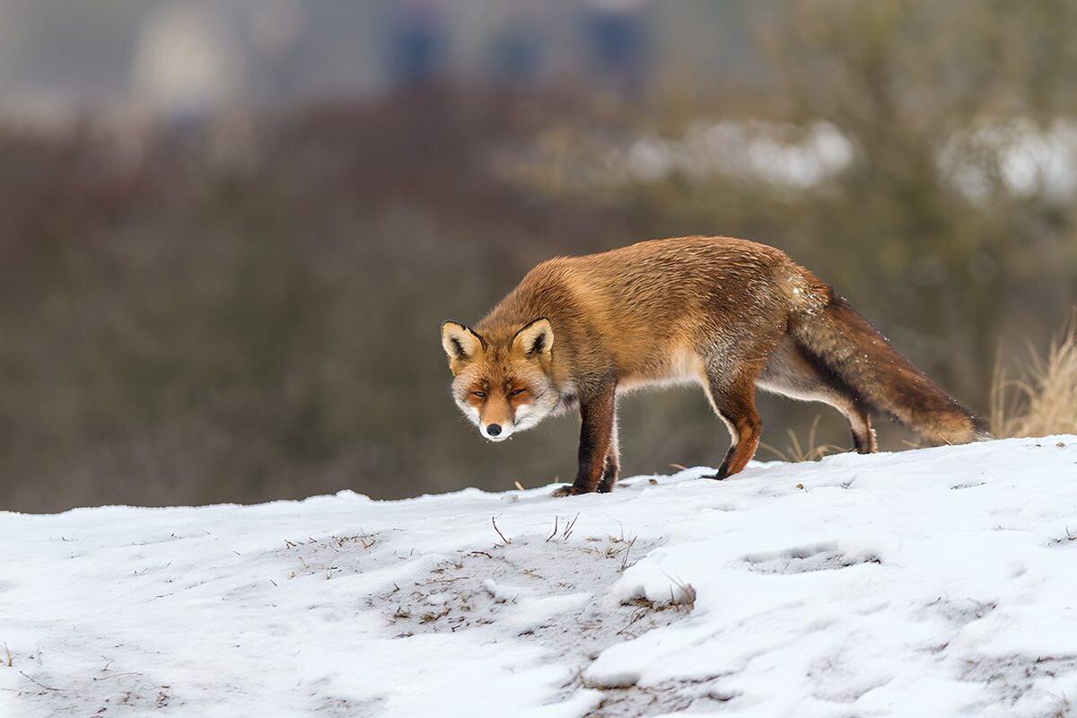 Rode vos op een besneeuwde helling