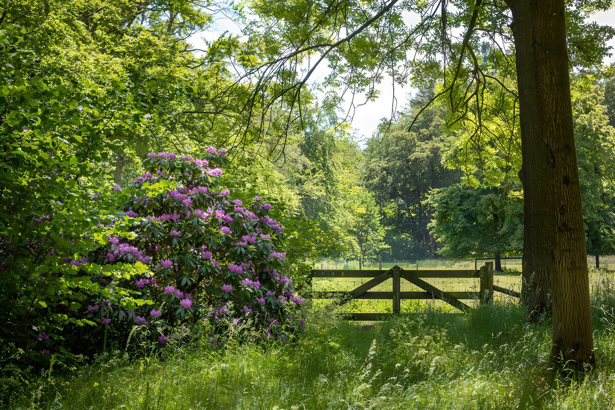 Houten hek tussen groen en paarse bloemen