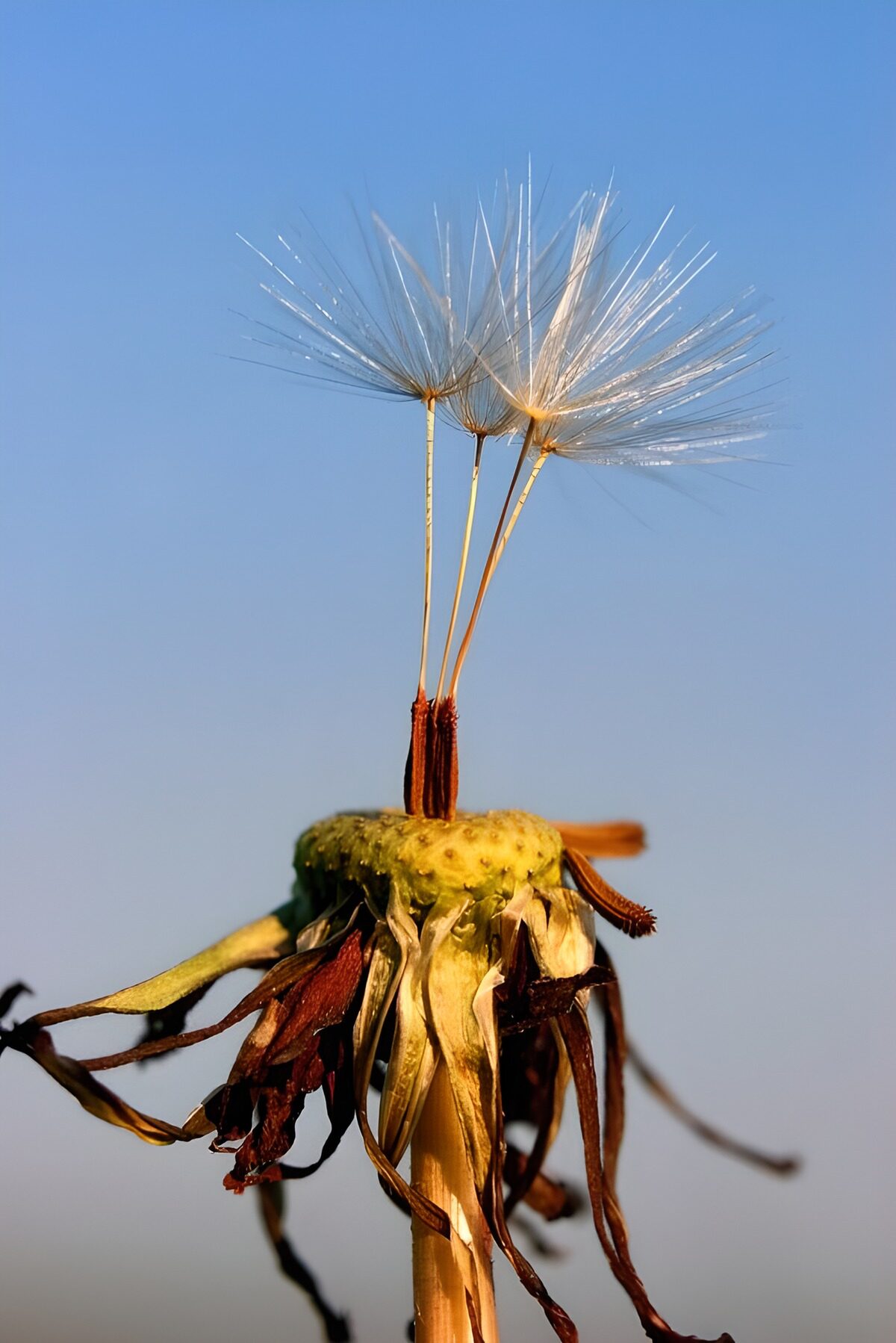 Uitgebloeide paardenbloem onder blauwe lucht
