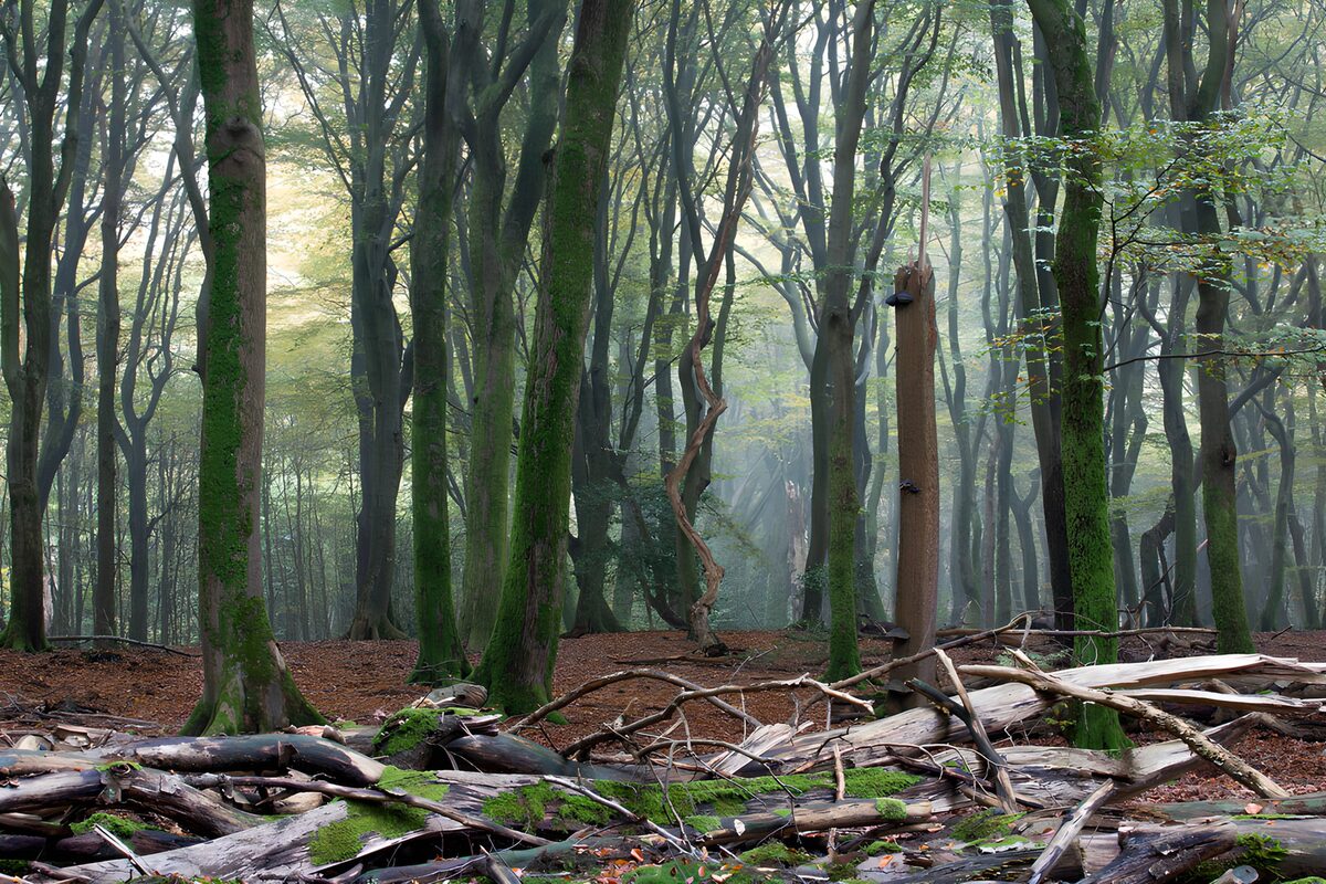 Mistisch bos vol gevallen hout