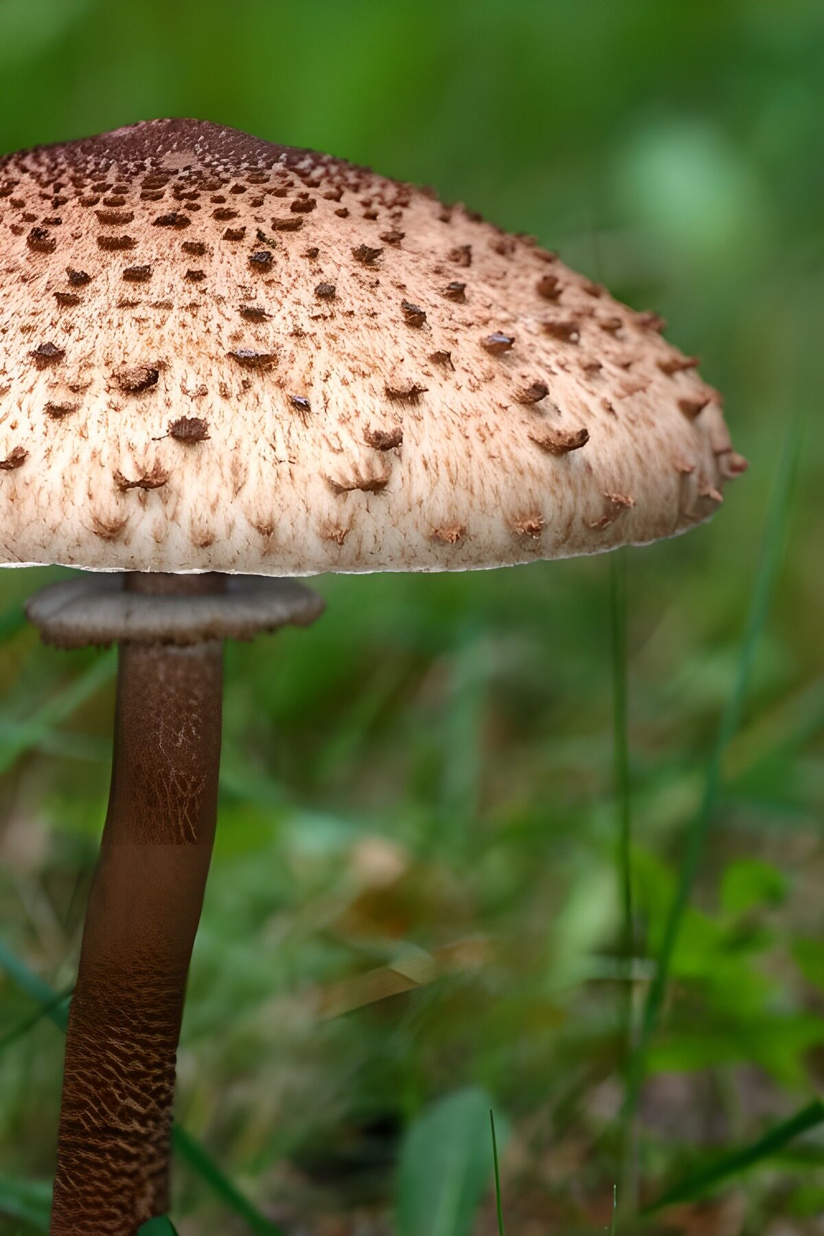 Bruin geschubde paddenstoel in het groen