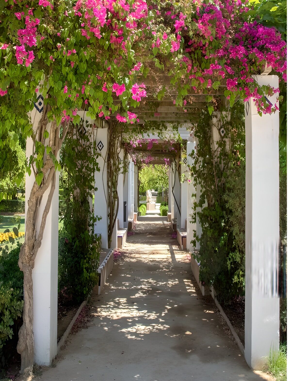 Pergola met roze bougainvillea