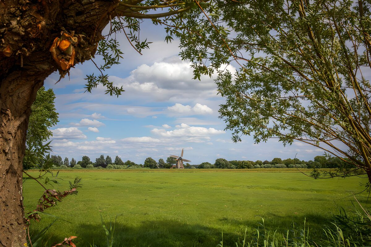 Groene weide met molen in de verte