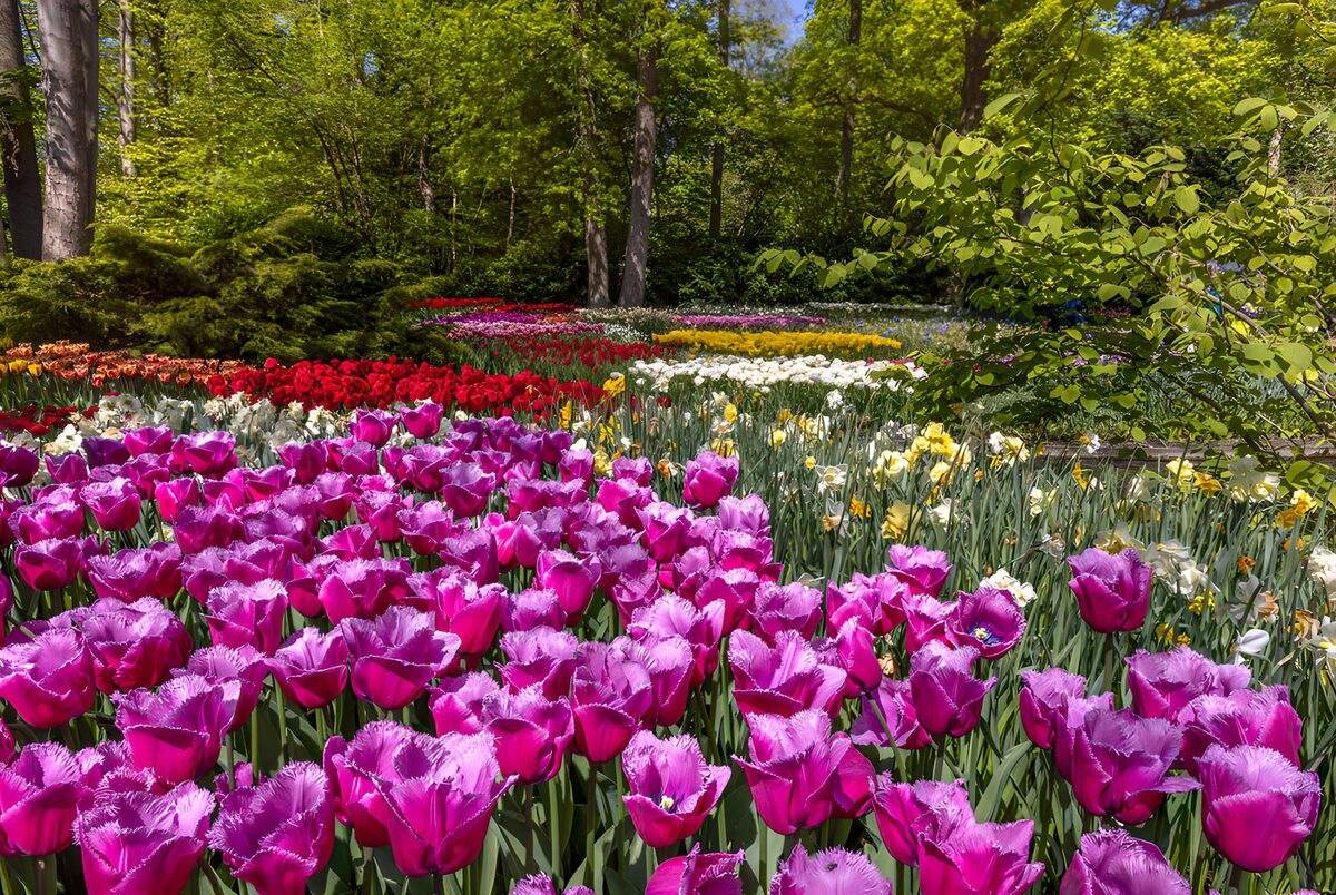 Paarse tulpen en narcissen in de lente