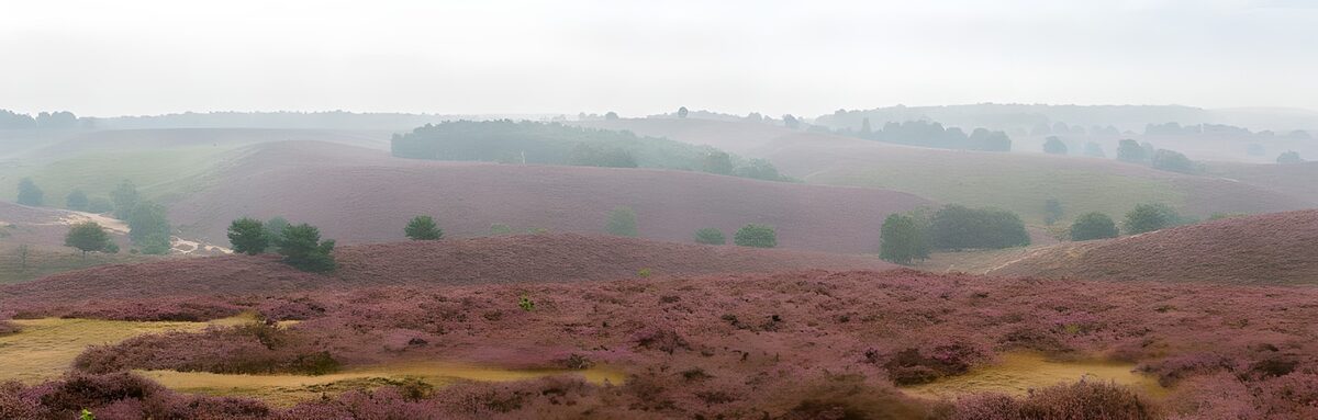 Paarse heide over glooiende heuvels