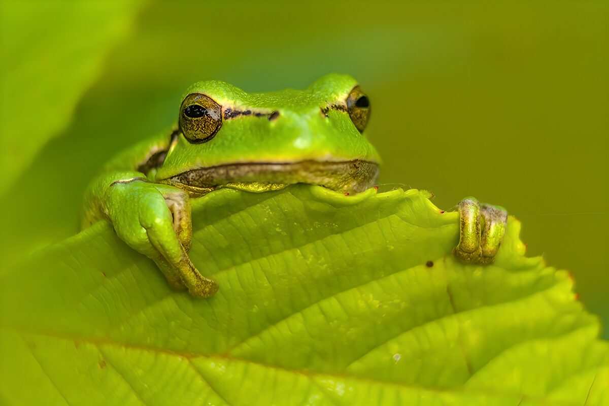 Groene kikker achter een blad