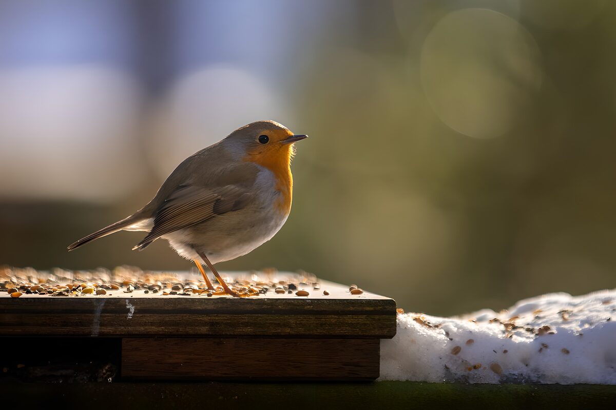 Een roodborst in het gouden winterlicht