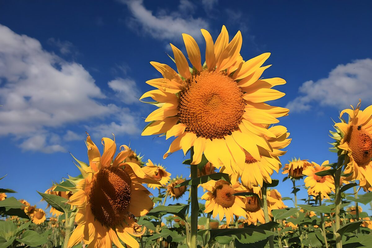 Zonnebloemen reiken naar de wolken