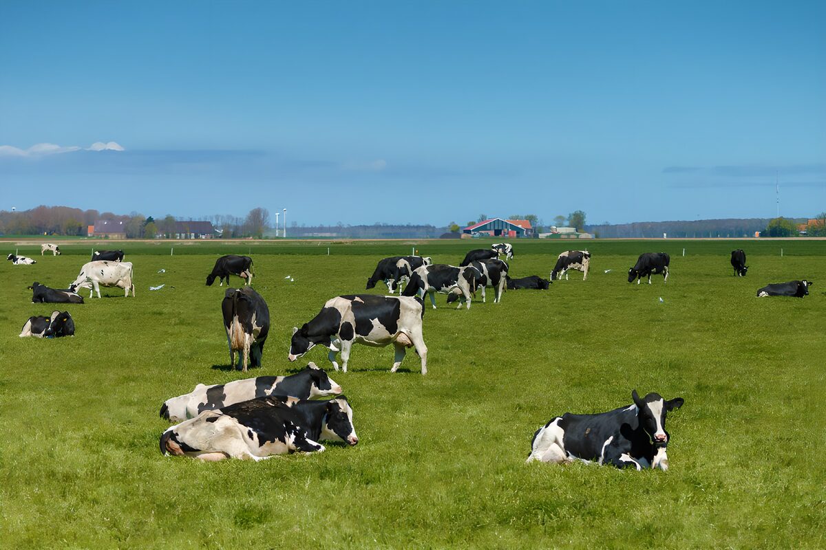 Koeien rusten en grazen in de groene wei