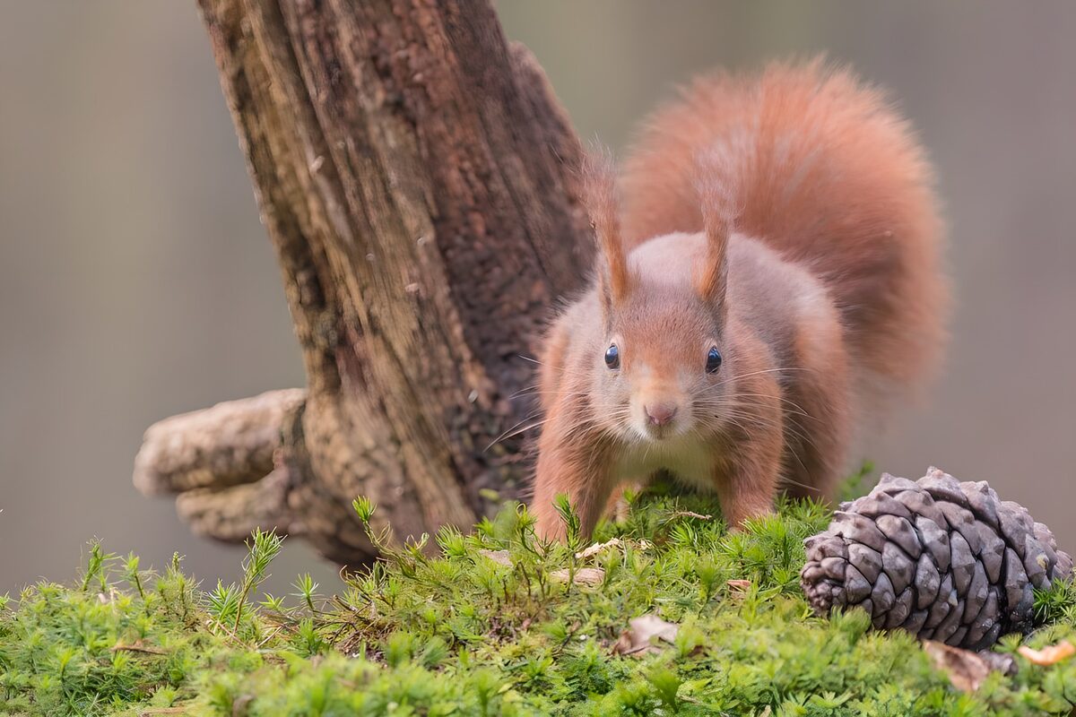 Rode eekhoorn op groen mos