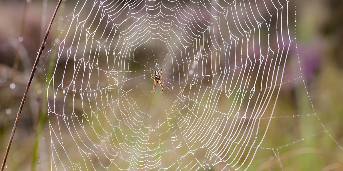 Spin in een web vol dauwdruppels