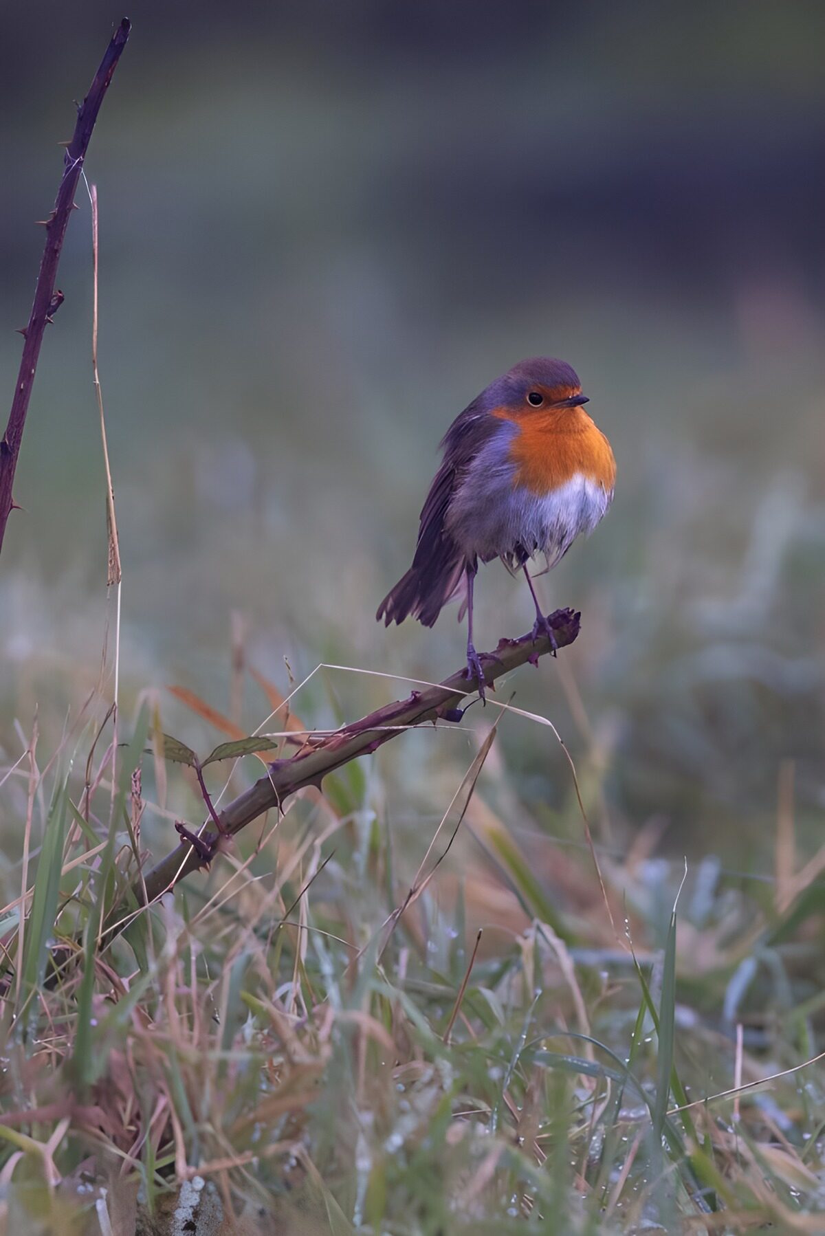 Roodborst op een tak tussen het gras