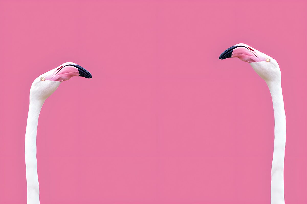 Twee flamingo’s op vrolijk roze