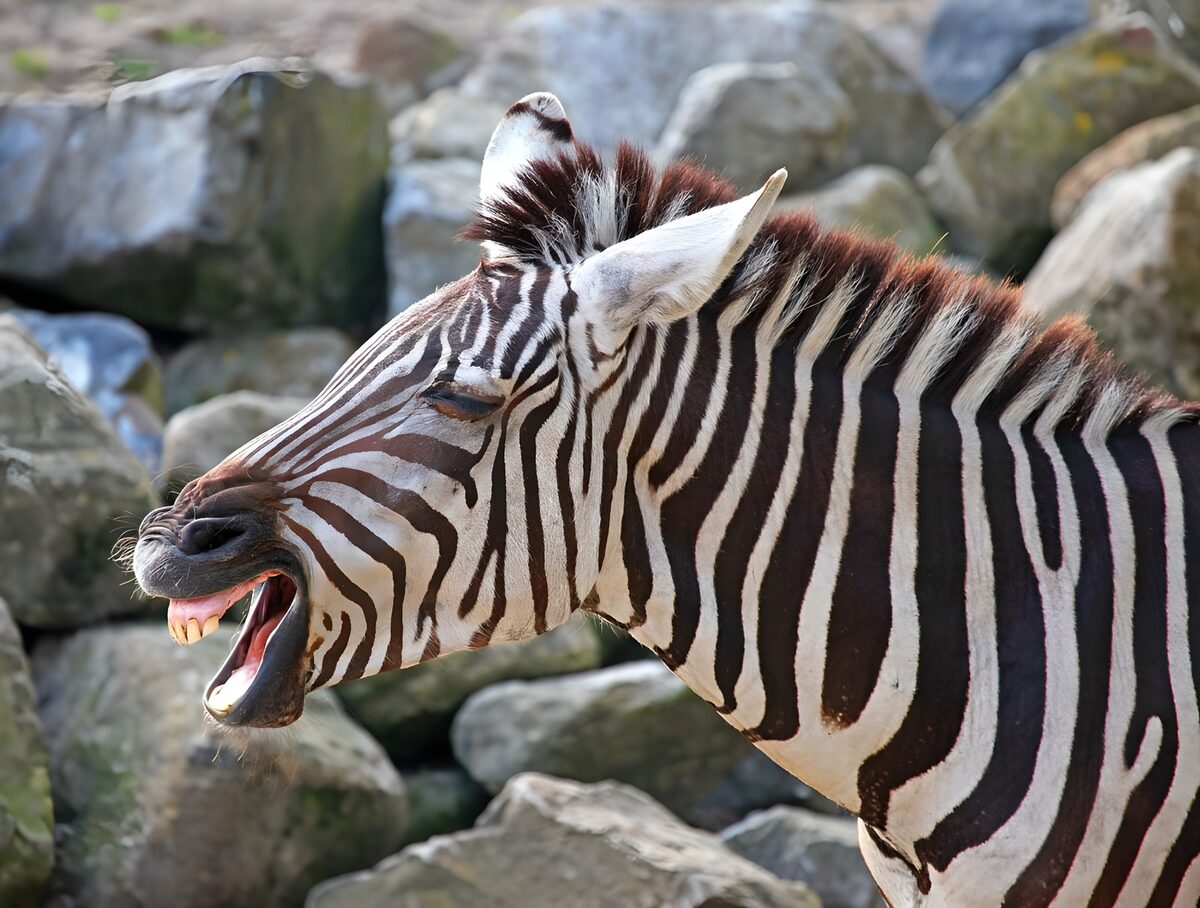 Zebrakop in profiel met open bek