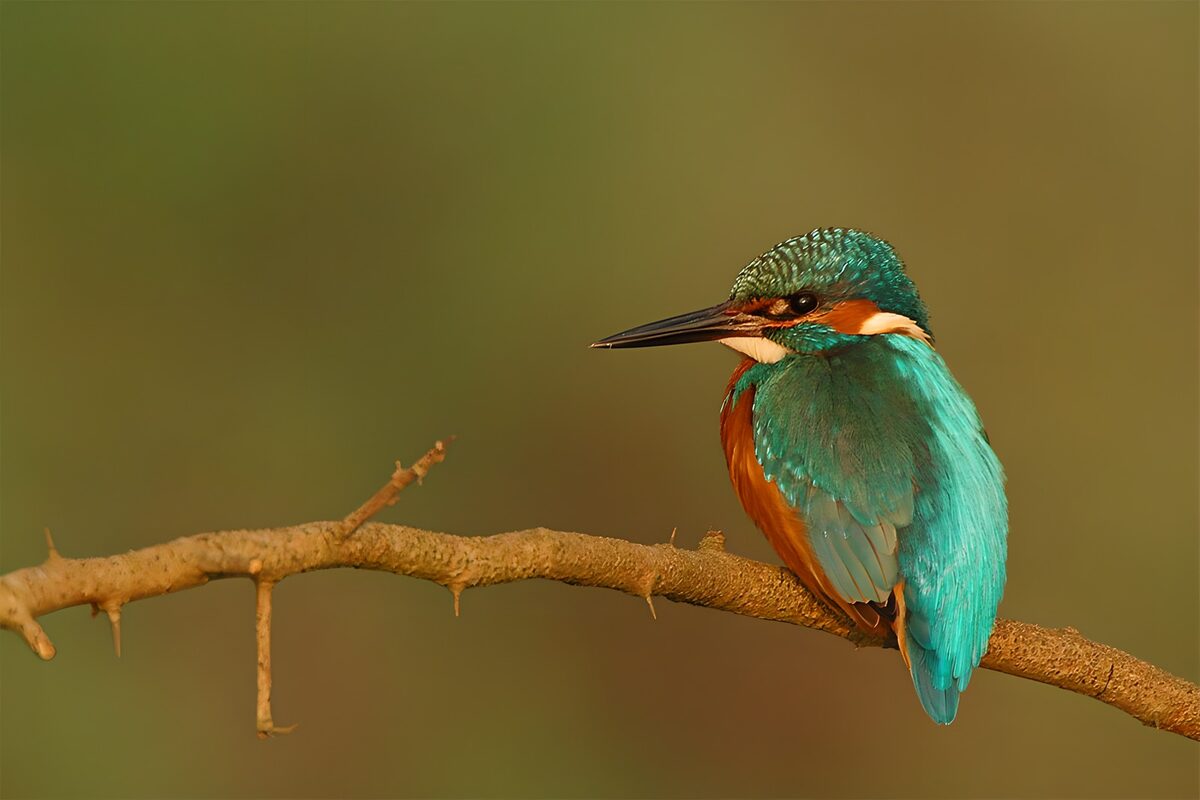 IJsvogel op een bruine tak