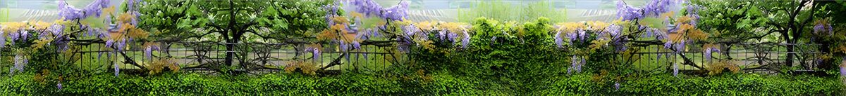 Blauweregen langs het tuinhek