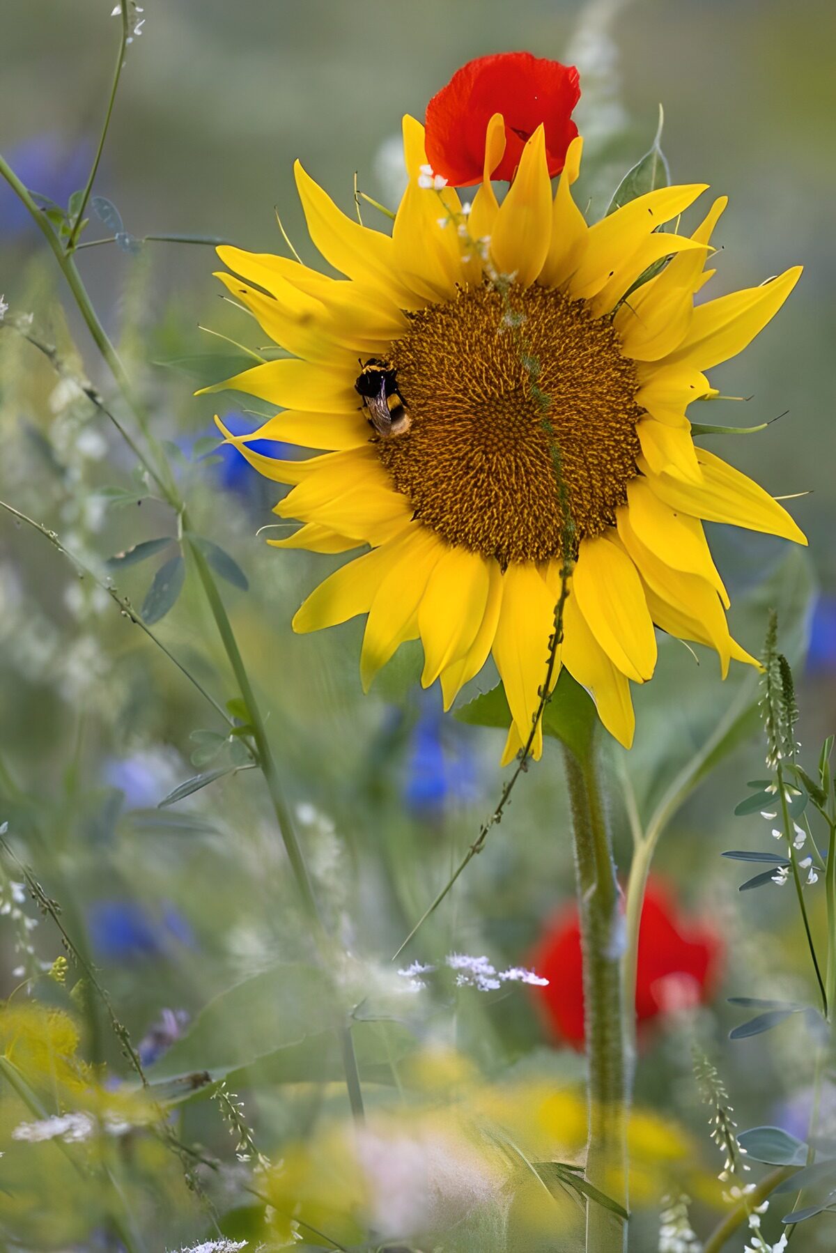 Zonnebloem met hommel in het groen