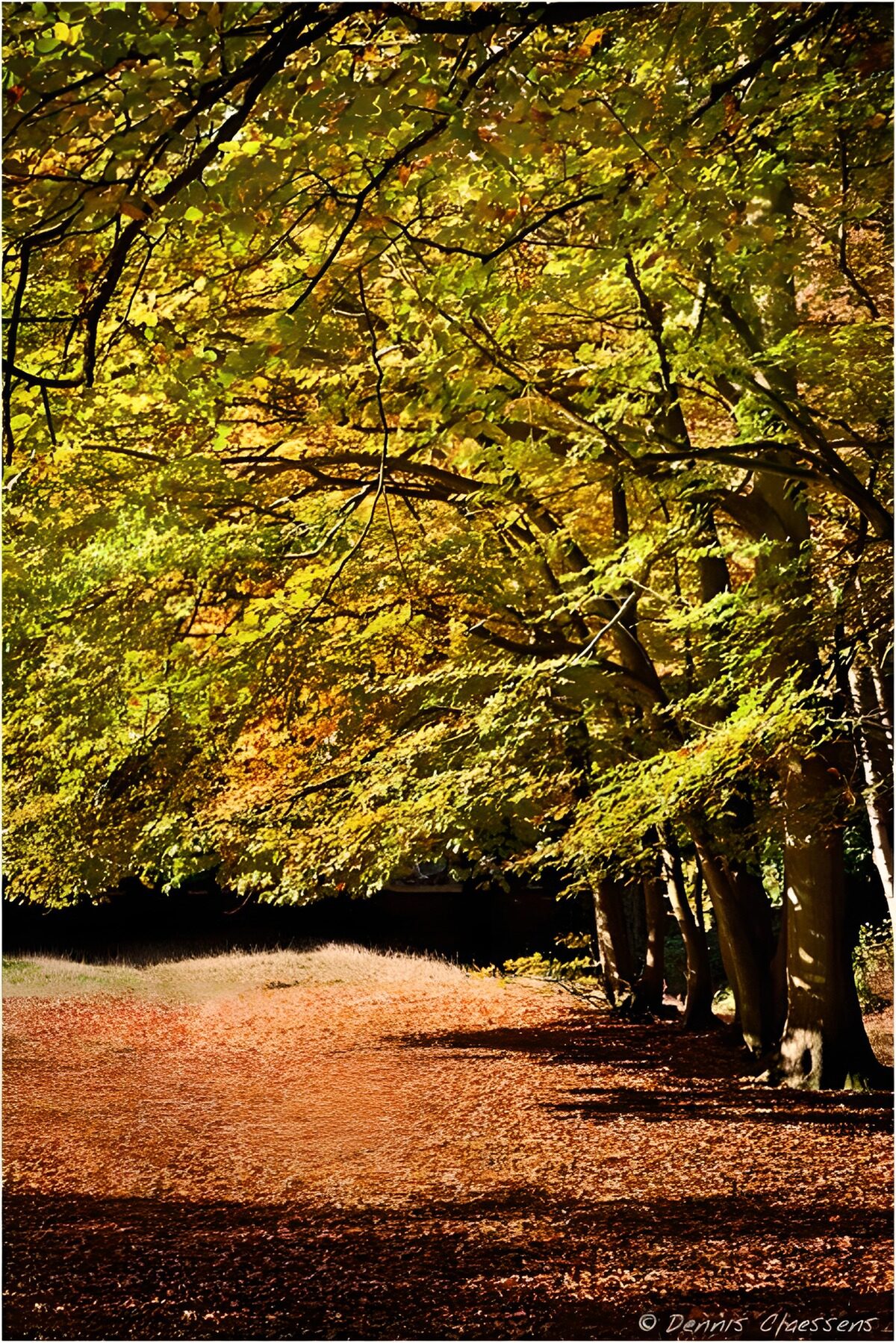 Herfstpad onder een gouden bladerdak