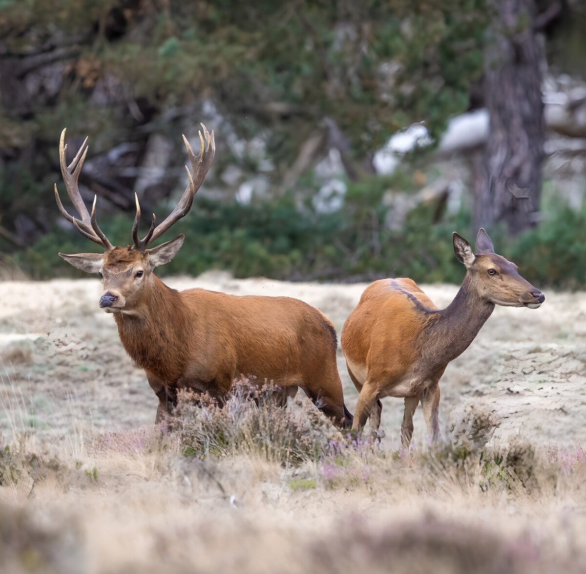 Edelhert en hinde op de heide