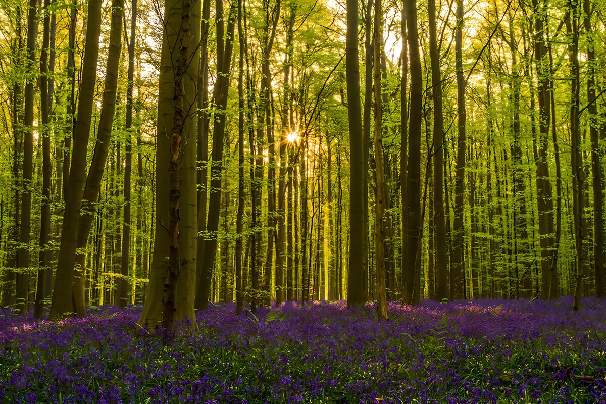 Voorjaarsbos vol paarse bloemen