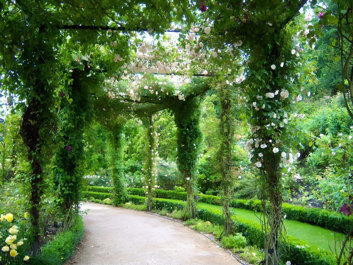 Tuinpad onder een groene rozenpergola