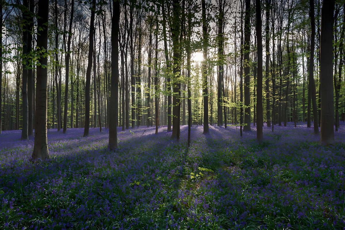 Bos vol blauwklokjes in lentelicht