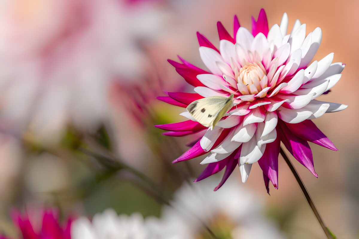 Witte vlinder op roze-witte dahlia