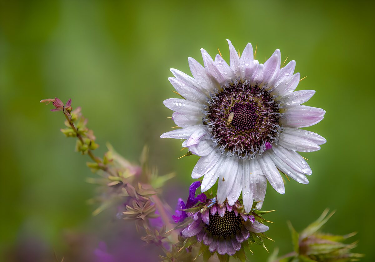 Lila bloem met waterdruppels