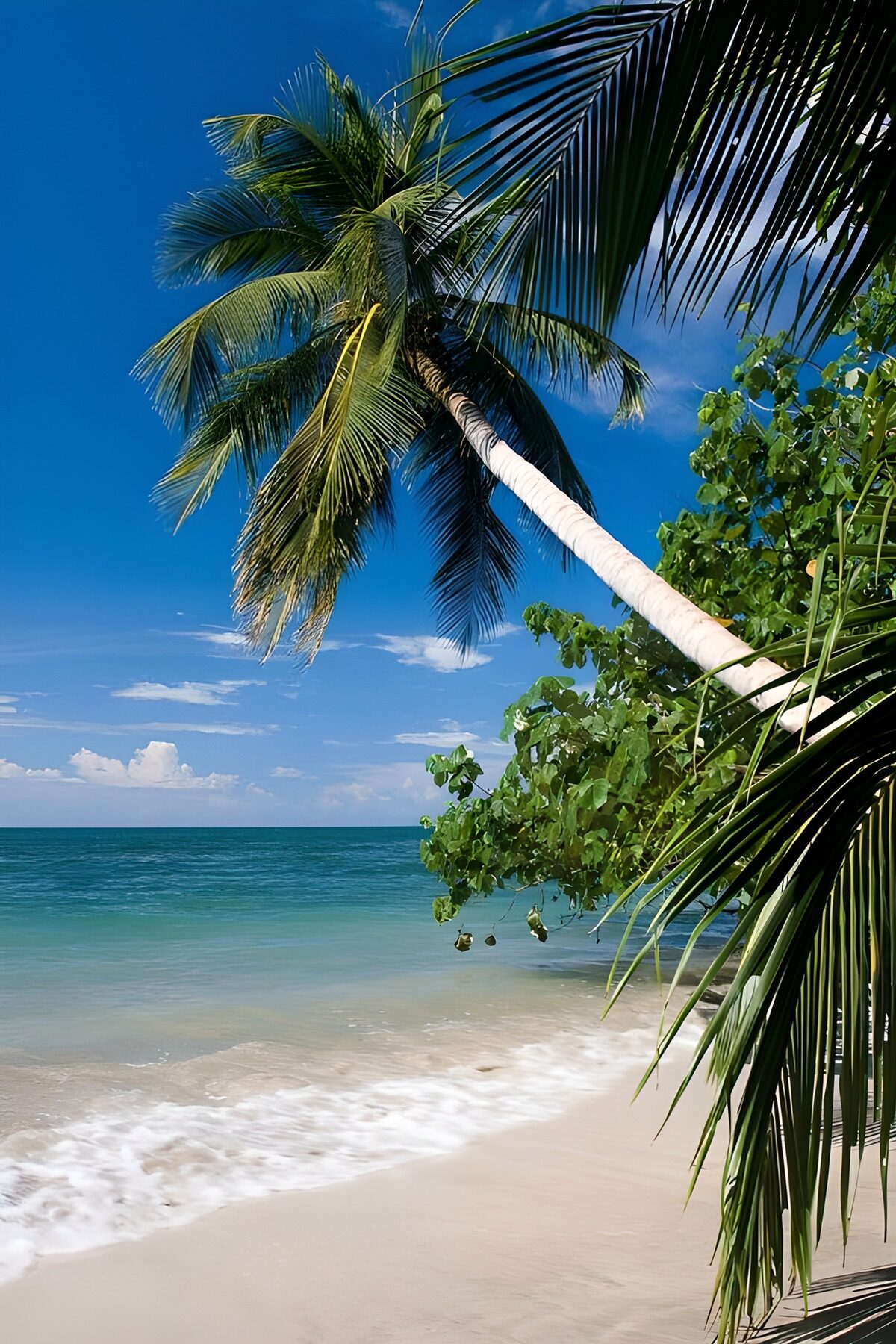 Tropisch strand onder een schuine palm